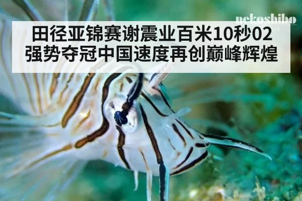 田径亚锦赛谢震业百米10秒02强势夺冠中国速度再创巅峰辉煌
